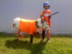 Wisconsin State Donkey and Mule Show  -  June 2011