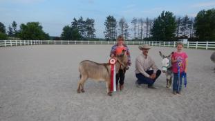 Wisconsin State Donkey & Mule Society Annual Show-June 28 & 29, 2014