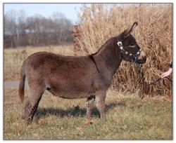 Itsy Bitsy Burro Co. Leading Lady