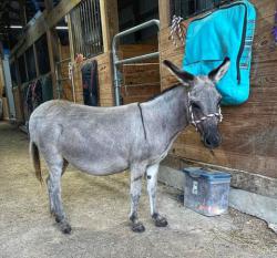 TLA Gentle Blue (pending)